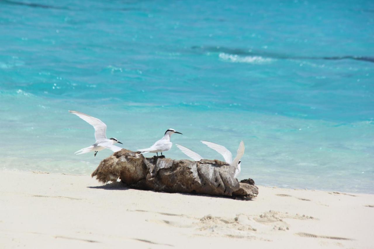 Brickwood Rasdhoo- Beach Front Buitenkant foto