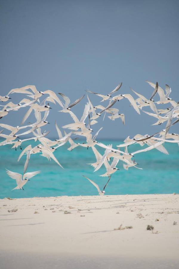 Brickwood Rasdhoo- Beach Front Buitenkant foto