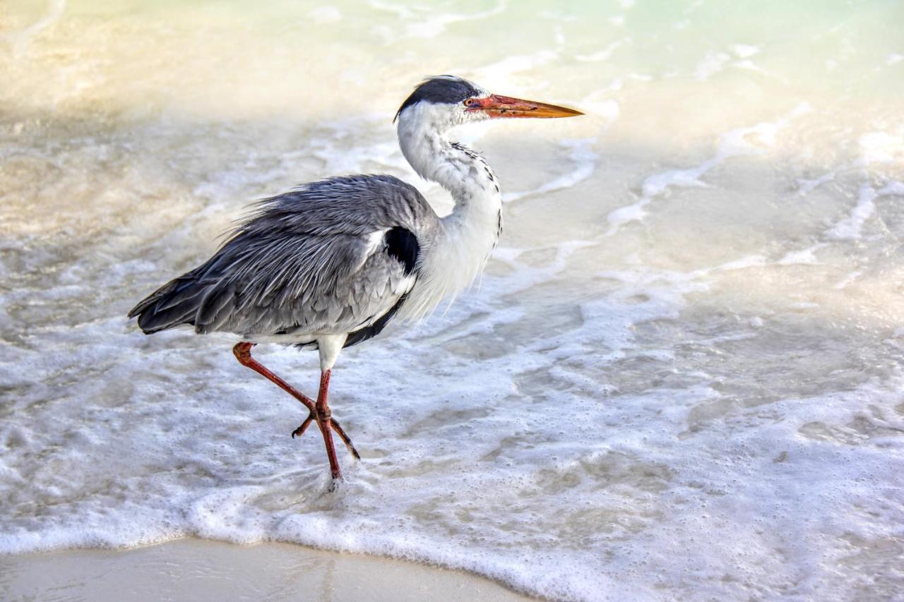 Brickwood Rasdhoo- Beach Front Buitenkant foto